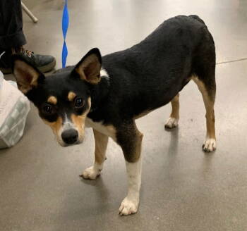 Rescue Rat Terrier and Chihuahua Dogs for Adoption in Crescent, Oklahoma - Matilda | PetCurious
