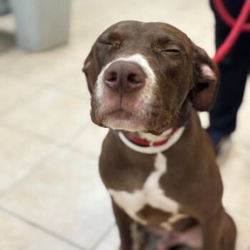 Pit Bull Terrier and Labrador Retriever Dogs Available for Adoption - Noodle | PetCurious