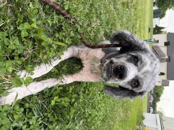 Labradoodle Dogs Available for Adoption in Batavia, Ohio - Frankie | PetCurious
