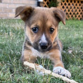 Treat -  Australian Shepherd Dog for Adoption in Richmond, Virginia - Treat | PetCurious
