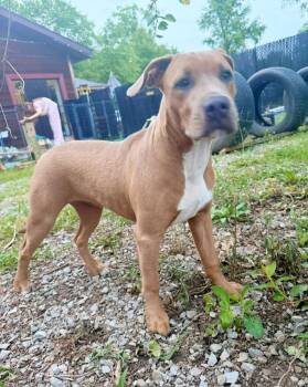 Maya -  Pit Bull Terrier Dog for Adoption in Royalton, Illinois - Maya | PetCurious
