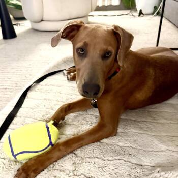 Elektra -  Hound Dog for Adoption in Palm Springs, California - Elektra | PetCurious