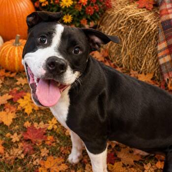 Moonpie -  Mixed Breed Dog for Adoption in Hinesville, Georgia - Moonpie | PetCurious
