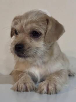 French Bulldog and Yorkshire Terrier Dogs Available for Adoption - Moppet | PetCurious