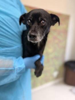 Chihuahua and Terrier Dogs Available for Adoption in San Antonio, Texas - Enzo | PetCurious