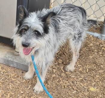 MUPPET -  Schnauzer and Australian Cattle Dog Blue Heeler Dog for Adoption in Albuquerque, New Mexico - MUPPET | PetCurious