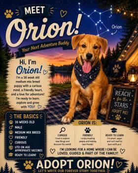 Orion -  Mixed Breed Dog for Adoption in Ashland, Kentucky - Orion | PetCurious