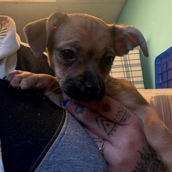 Tansy -  Terrier and Mixed Breed Dog Available for Adoption in Pennsville Township, New Jersey - Tansy | PetCurious