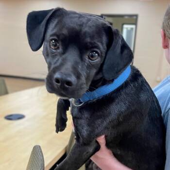 Gomez -  Pug and Black Labrador Retriever Dog for Adoption in Lyndhurst, Virginia - Gomez | PetCurious