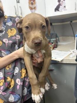 Ed -  Terrier and Mixed Breed Dog for Adoption in Palm Coast, Florida - Ed | PetCurious