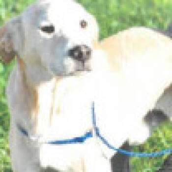 Rescue Mixed Breed Dogs for Adoption in West Palm Beach, Florida - Ralphie | PetCurious