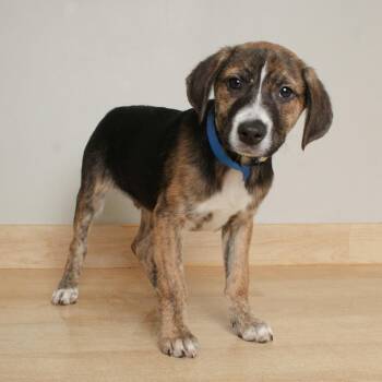 Australian Shepherd and Terrier Dogs Available for Adoption in Minnetonka, Minnesota - Nutter Butter ** D68751 | PetCurious