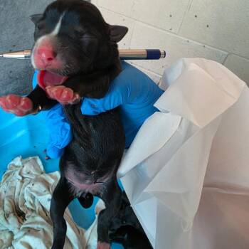 Suz 2 -  Boston Terrier and Mixed Breed Dog for Adoption in Edinburg, Texas - Suz 2 | PetCurious