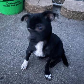 Envy -  Chihuahua Dog for Adoption in Farmersville, Ohio - Envy | PetCurious