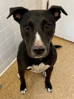 Rescue Labrador Retriever and Mixed Breed Dogs for Adoption in San Antonio, Texas - June Bug | PetCurious