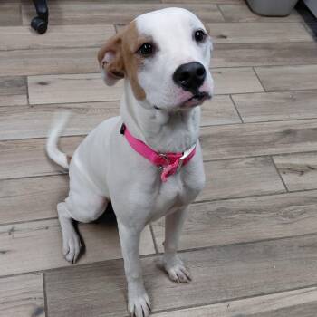 Labrador Retriever and Pit Bull Terrier Dogs Available for Adoption - Sugar | PetCurious