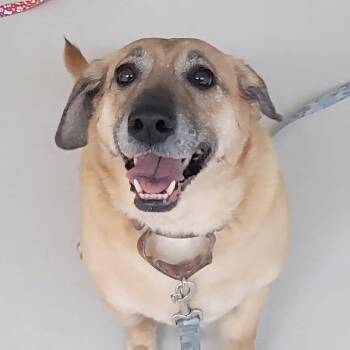 Beagle and Basset Hound Dogs Available for Adoption in Warwick, Rhode Island - Olive | PetCurious