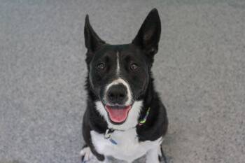 Border Collie Dogs Available for Adoption in Hutchinson, Minnesota - Sol | PetCurious