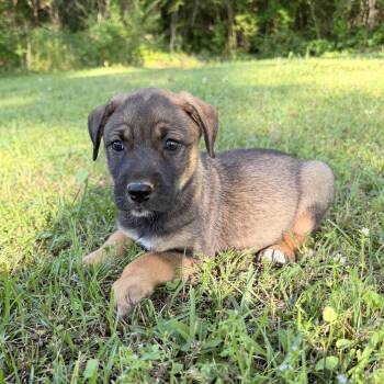 Hound and Black Mouth Cur Dogs Available for Adoption in Warrior, Alabama - Rip | PetCurious