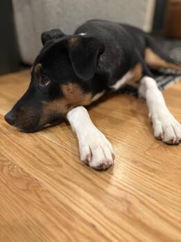 Labrador Retriever and Shepherd Dogs Available for Adoption - Buddy | PetCurious