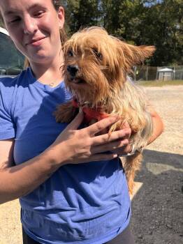 Stalone Aug 26 -  Yorkshire Terrier Dog for Adoption in Pacolet, South Carolina - Stalone Aug 26 | PetCurious