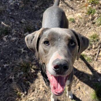 Treeing Walker Coonhound and Mixed Breed Dogs Available for Adoption - Kai | PetCurious