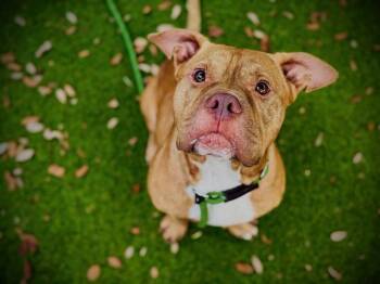 FIDDLE -  Pit Bull Terrier and Mixed Breed Dog for Adoption in Orlando, Florida - FIDDLE | PetCurious