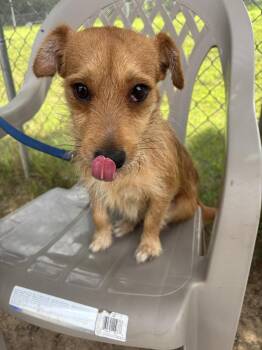 Bee Gee -  Terrier Dog for Adoption in Kalamazoo, Michigan - Bee Gee | PetCurious