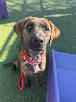 Fig -  Hound Dog for Adoption in Cleveland, Ohio - Fig | PetCurious