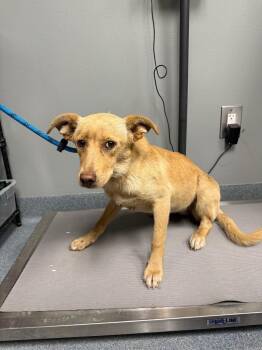 Diane -  Mixed Breed Dog Available for Adoption in Sapulpa, Oklahoma - Diane | PetCurious