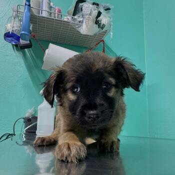 Mixed Breed Dogs Available for Adoption - Victoria S | PetCurious