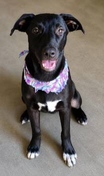 Nova -  Mixed Breed Dog for Adoption in Taycheedah, Wisconsin - Nova | PetCurious