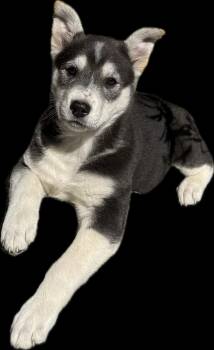 Husky Dogs Available for Adoption - Priscilla | PetCurious