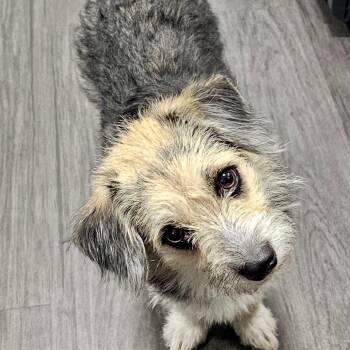 Goldie Lou 09-0201 -  Terrier and Mixed Breed Dog for Adoption in Tyrone, Georgia - Goldie Lou 09-0201 | PetCurious