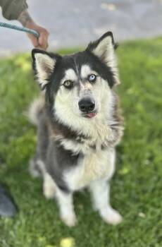 Alaskan Malamute Dogs Available for Adoption in Victorville, California - Storm | PetCurious