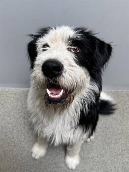 MADDEN -  Old English Sheepdog and Poodle Dog for Adoption in West Valley City, Utah - MADDEN | PetCurious