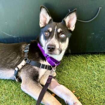 Yukon -  Siberian Husky Dog for Adoption in Walnut Creek, California - Yukon | PetCurious