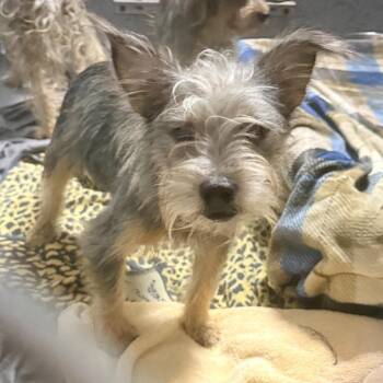 Cashew -  Yorkshire Terrier Dog for Adoption in Trenton, New Jersey - Cashew | PetCurious
