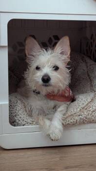 Freddy -  Terrier and Chihuahua Dog for Adoption in Los Angeles, California - Freddy | PetCurious