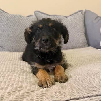 Shepherd and Poodle Dogs Available for Adoption in Agoura Hills, California - Carina | PetCurious
