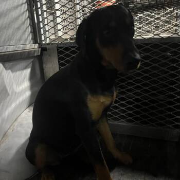 Doberman Pinscher Dogs Available for Adoption - Pauline | PetCurious