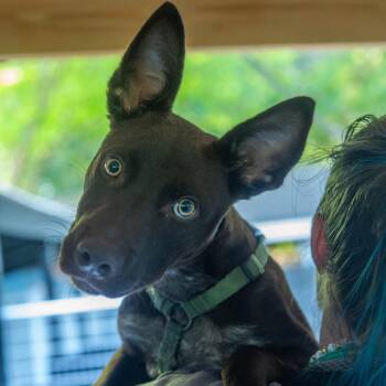 Mixed Breed Dogs Available for Adoption in Decatur, Georgia - Joey | PetCurious