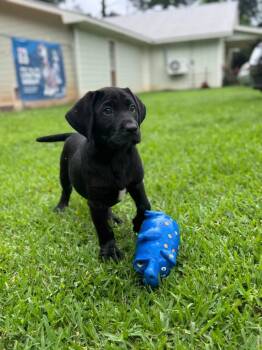 Lorraine -  Mixed Breed Dog for Adoption in Taycheedah, Wisconsin - Lorraine | PetCurious