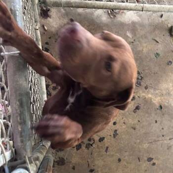 Rescue Mixed Breed Dogs for Adoption in Gadsden, Alabama - ELM 30 | PetCurious