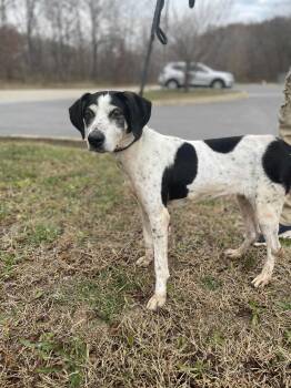 Rescue Hound Dogs for Adoption in Covington, Virginia - Alice | PetCurious