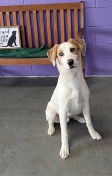Labrador Retriever Dogs Available for Adoption in North Prairie, Wisconsin - **HANSEL** | PetCurious