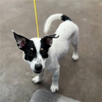 SCOUT -  Mixed Breed Dog for Adoption in Dallas, Texas - SCOUT | PetCurious