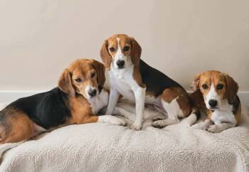 Kara Freegle -  Beagle Dog for Adoption in Waunakee, Wisconsin - Kara Freegle | PetCurious