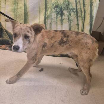 Mixed Breed Dogs Available for Adoption - Banzai | PetCurious