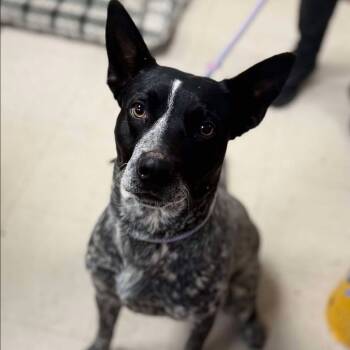 Rescue Australian Cattle Dog Blue Heeler and Mixed Breed Dogs for Adoption in Jacksboro, Tennessee - Jerald | PetCurious